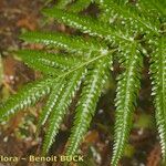 Pteris incompleta Blad