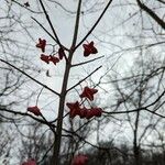 Euonymus atropurpureusFruchs