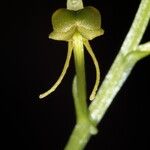 Liparis stenophylla Kukka