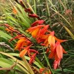 Crocosmia paniculata Flower