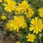 Crepis micrantha Flower