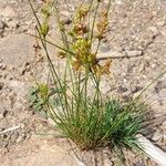 Juncus tenuis Frukto