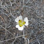 Calochortus leichtlinii Flower