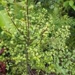 Pittosporum tenuifolium Leaf