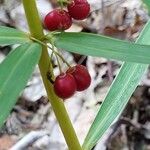 Polygonatum verticillatum ഫലം