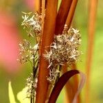 Cladium mariscus Blad