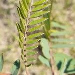 Sesbania punicea Leaf