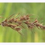 Themeda quadrivalvis Fruit