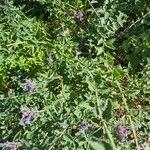 Nepeta racemosaFlower