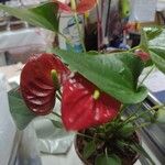 Anthurium andraeanumЦветок