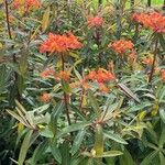 Euphorbia dendroides Flor