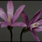 Brodiaea appendiculata अन्य