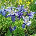 Aquilegia alpina Flor
