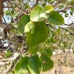 Salvadora persica Leaf