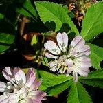 Trifolium resupinatum 花