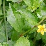 Lysimachia nemorum Blad