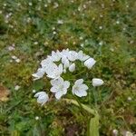 Allium neapolitanum Květ
