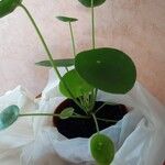 Pilea peperomioidesبرگ