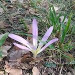 Colchicum montanum Květ