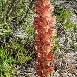 Orobanche rapum-genistae Hábito