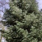 Abies concolor عادت