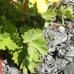Geum reptans Leaf