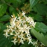 Cornus amomum Blad