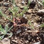 Lythrum thymifolia Hábitos