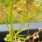 Linaria maroccana Hoja