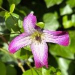 Clematis viticella Çiçek