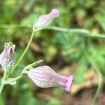 Silene behen Fula