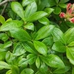 Rhododendron calendulaceum Leaf