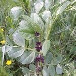 Vicia serratifolia Blüte