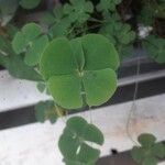 Marsilea quadrifolia Likasa