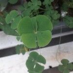 Marsilea quadrifolia Leaf