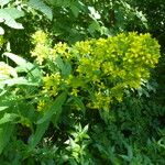 Sisymbrium strictissimum Flower