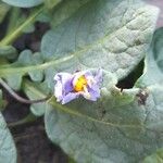 Solanum boliviense
