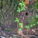 Parthenocissus quinquefolia Foglia