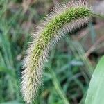 Setaria viridis ഫലം