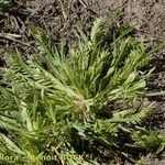 Sclerochloa dura Habit