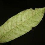 Cheiloclinium cognatum Frunză
