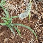 Chlorophytum africanum Folio