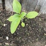 Helianthus annuusBlatt