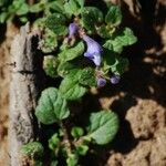 Scutellaria tuberosa Агульны выгляд