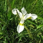 Iris setosa 整株植物