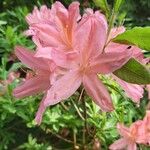 Rhododendron ponticumFlors