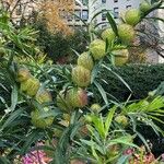 Gomphocarpus physocarpus Fruit