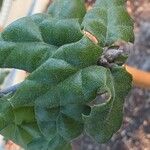 Quercus agrifolia Blatt