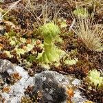 Sempervivum globiferum Folla