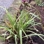 Tradescantia virginiana Habitat